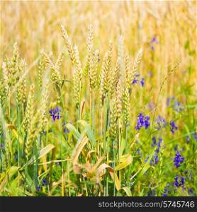 Field of wheat with blue flowers on sunset. Nature background