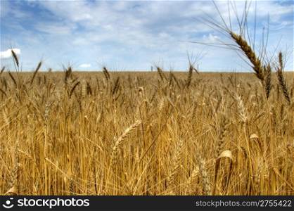 Field of wheat with the dim background