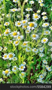 Field of white chamomile flowers