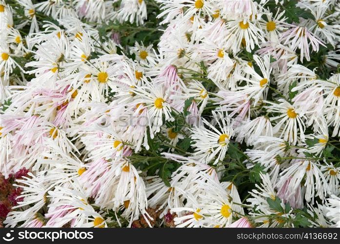 Field of white chrysanthemums.