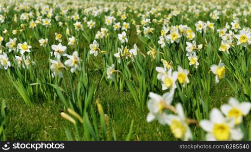 field of white daffodil flowers in springtime.
