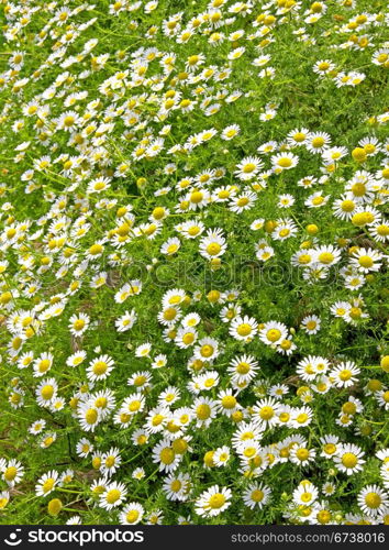 Field of white daisies can use as flower background