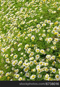 Field of white daisies can use as flower background