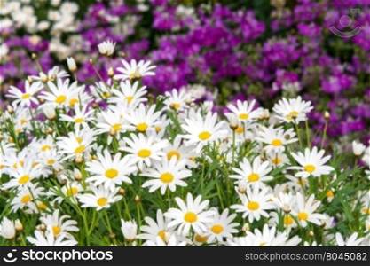 field of white daisy and purple flowers