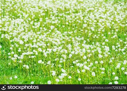 Field of white dandelions with green grass