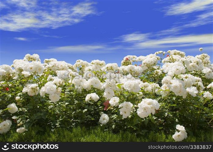 Field of white roses on a background of the blue sky