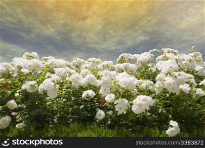 Field of white roses on a background of the gold storm sky