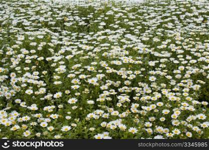 Field of wild chamomile flowers.