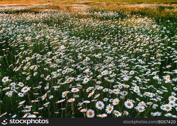 Field of wild daisies. Panorama Sunset over a field of daisies