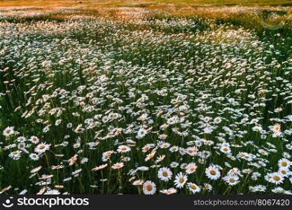 Field of wild daisies. Panorama Sunset over a field of daisies
