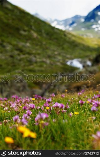 Field of wild flowers with Mountains in background