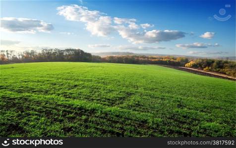 Field of winter crops in the autumn