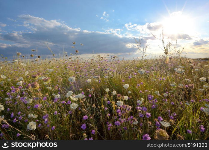 Field of wonderful flowers on a summer day