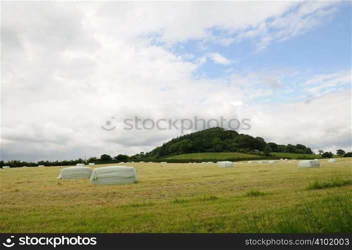 Field of wrapped bales
