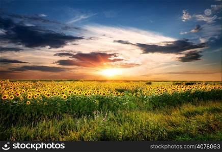 Field of yellow blossoming sunflowers at sunrise