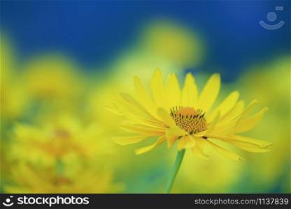 Field of yellow chrysanthemum or gaillardia with flowers head on front view. Field of yellow gaillardia with flowers head on front view