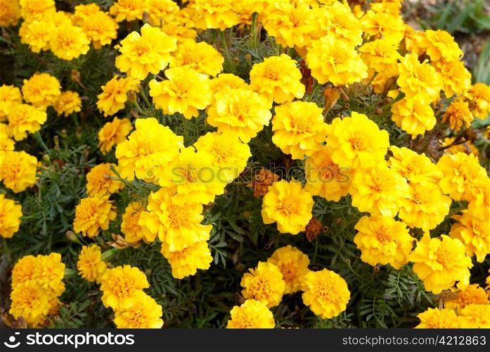 Field of yellow chrysanthemums.