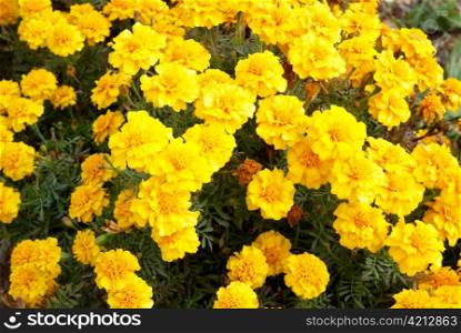 Field of yellow chrysanthemums.