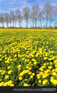 Field of yellow dandelions in green meadow with tree line and blue sky in spring