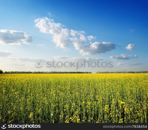 Field of yellow flowers and blue sky