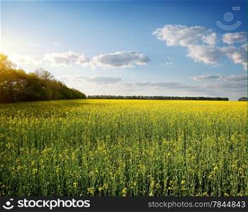 Field of yellow flowers and blue sky