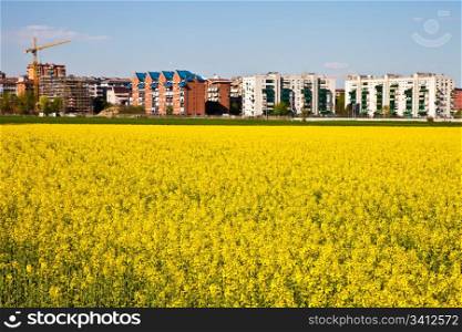 Field of yellow flowers in spring season close to the border of the city