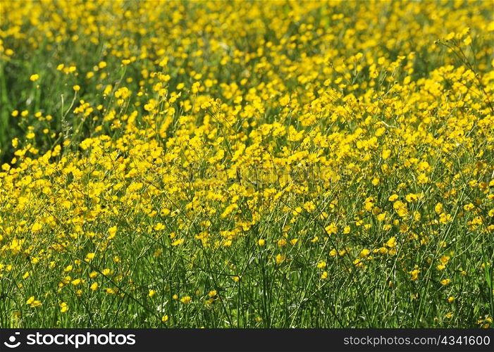 field of yellow flowers in the south of France