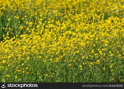 field of yellow flowers in the south of France
