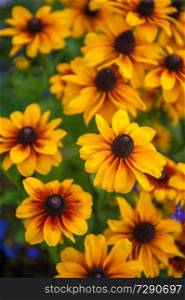 Field of yellow flowers of orange coneflower also called rudbeckia, perennial black-eyed susan. Latin name - Rudbeckia hirta.. Field of yellow flowers of orange coneflower also called rudbeckia