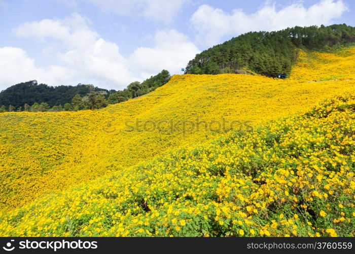 Field of yellow flowers Situated on the foothills of the mountains Cloud covered the sky