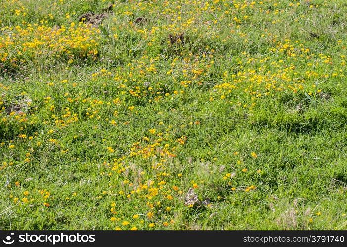 field of yellow flowers surrounded by insects