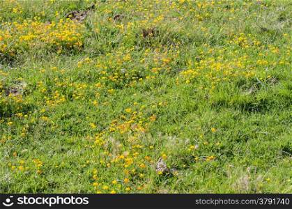 field of yellow flowers surrounded by insects