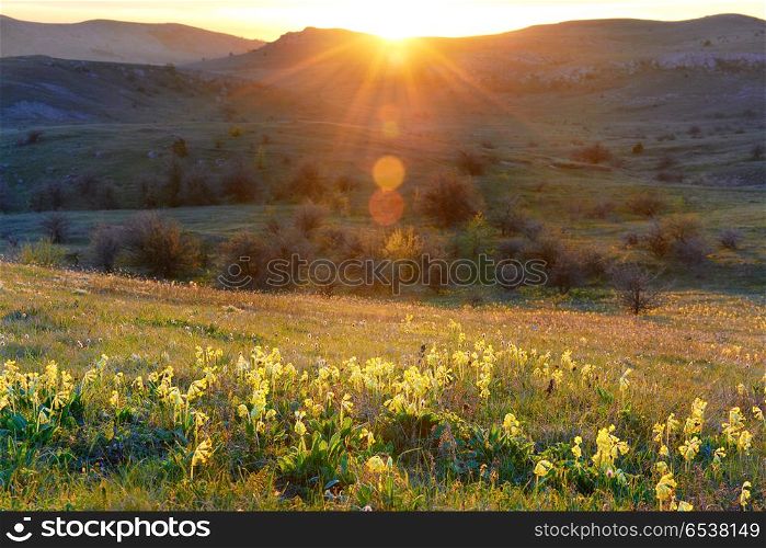 Field of yellow flowers with mountains. Field of yellow flowers with mountains and sunset sky
