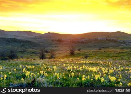 Field of yellow flowers with mountains. Field of yellow flowers with mountains and sunset sky