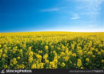 field of yellow rape against the blue sky