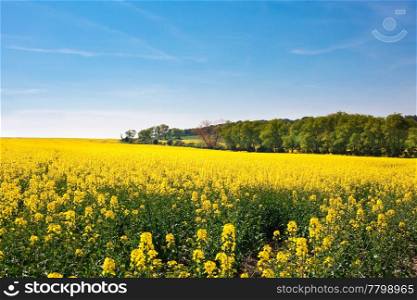 field of yellow rape and hills against the blue sky