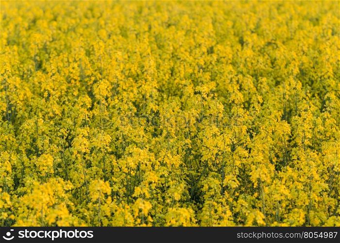 field of yellow rapeseed flowers at sunset