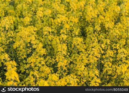field of yellow rapeseed flowers at sunset