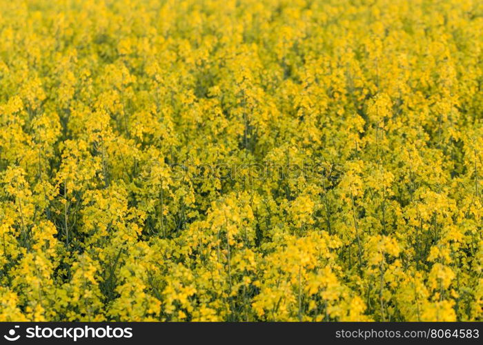 field of yellow rapeseed flowers at sunset