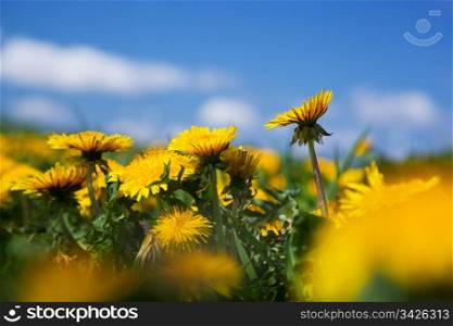 Field of yellow spring flowers - dandelions and blue sky