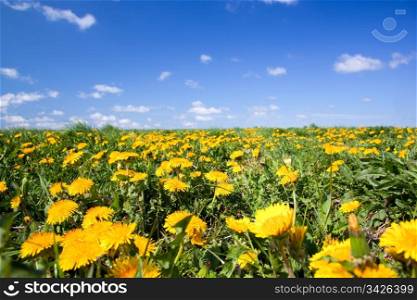 Field of yellow spring flowers - dandelions and blue sky