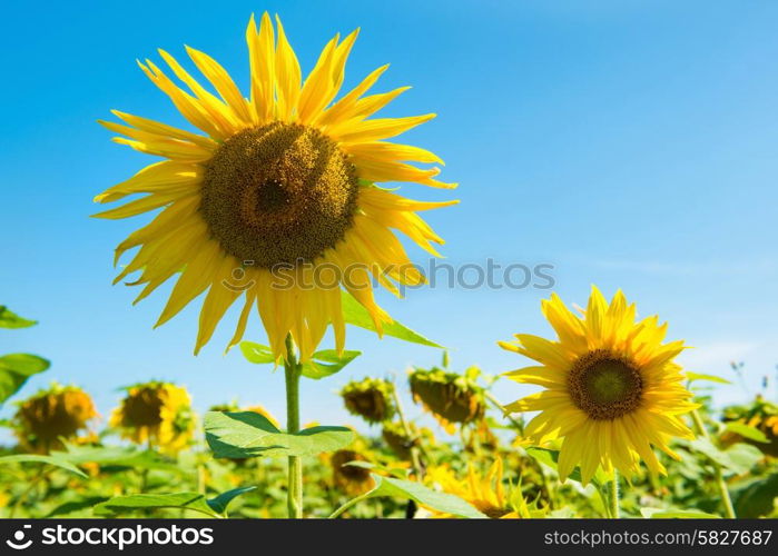 Field of yellow sunflowers with green leaves under blue sunny sky