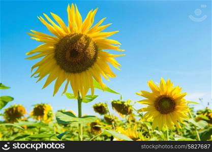 Field of yellow sunflowers with green leaves under blue sunny sky