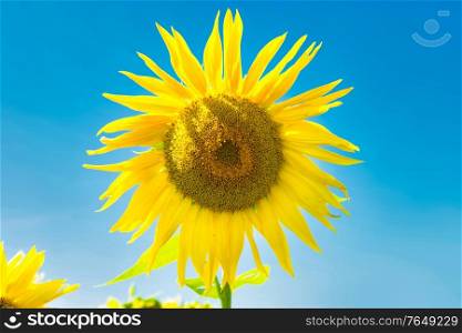 Field of yellow sunflowers with green leaves under blue sunny sky