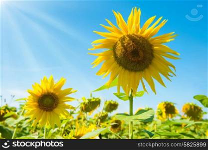 Field of yellow sunflowers with green leaves under blue sunny sky with shining sun