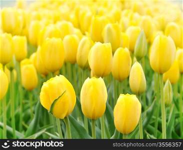 Field Of Yellow Tulips , Close Up