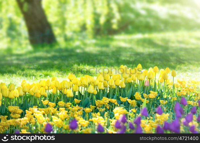 Field of yellow tulips in the green sunny park