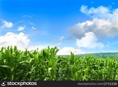 Field of young corn growing against blue sky