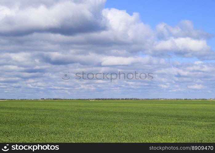 Field of young green barley. Field of young green barley. A background from a green spring field of winter grain crops.