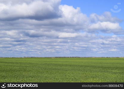 Field of young green barley. Field of young green barley. A background from a green spring field of winter grain crops.